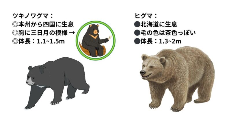 ツキノワグマとヒグマの違いを比較したイラスト。体の大きさ、毛の色、胸の白い模様など、見た目と特徴をわかりやすく解説。