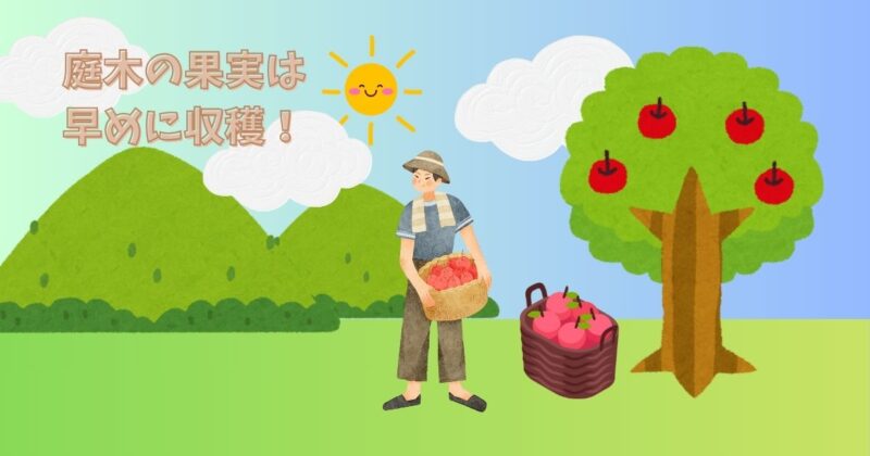 リンゴの実を早めに収穫し、地面に落ちた果実を片づけている様子のイラスト。