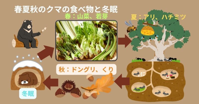 春は山菜、夏はアリやハチ、秋はドングリやクリを食べるクマの四季の食べ物、冬は巣で冬眠する様子を示すイラスト