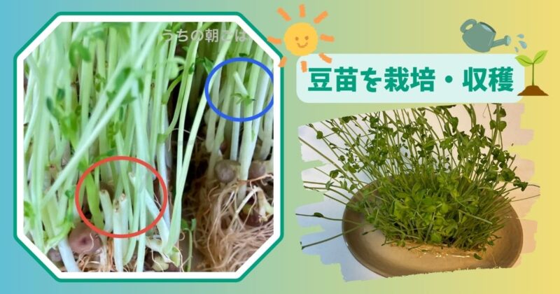 豆苗を水に浸して再生栽培している様子。再収穫の過程を紹介する記事のアイキャッチ画像