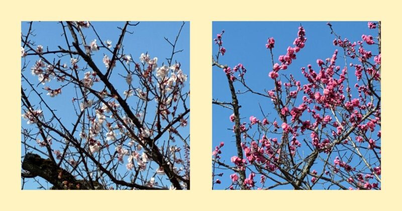 紅梅と桜の花が青空の下で咲いている春の風景
