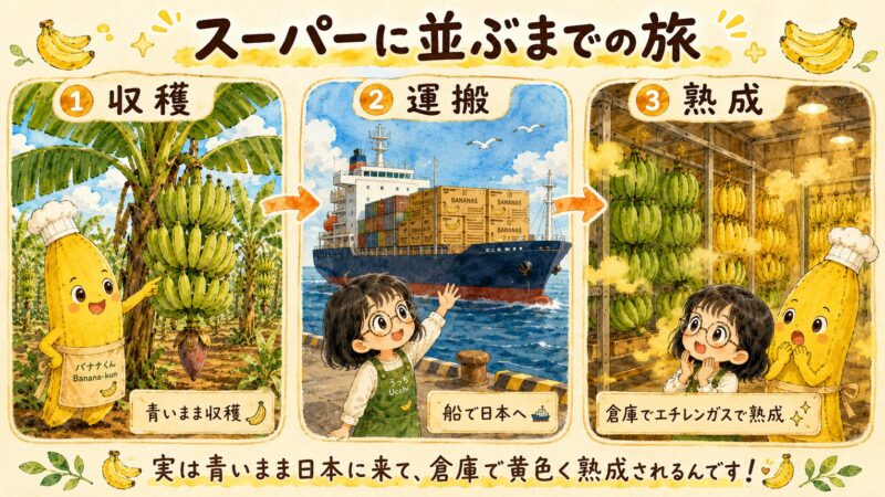「スーパーに並ぶまでの旅」と題した3ステップの図。①収穫(青いまま収穫)②運搬(船で日本へ)③熟成(倉庫でエチレンガスで熟成)の流れを、バナナくんとうっちーのイラストで説明。「実は青いまま日本に来て、倉庫で黄色く熟成されるんです」